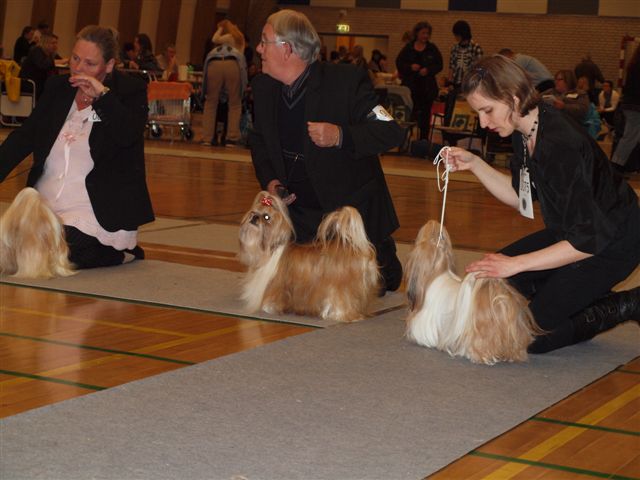 Shih Tzu Danmark